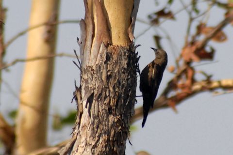 Black-tailed Treecreeper (Climacteris melanura)